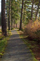 Walking path with trees
