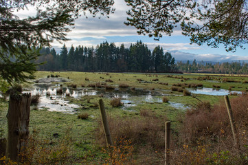 Marshland and grazing land with mountains behind