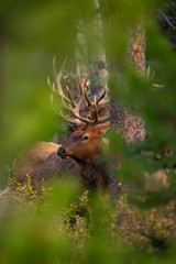 Elk Through the Bush