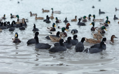 ducks on lake