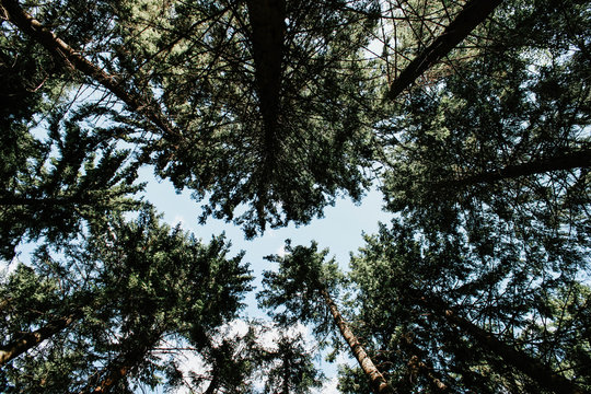 Image of trees taken vertically towards the sky