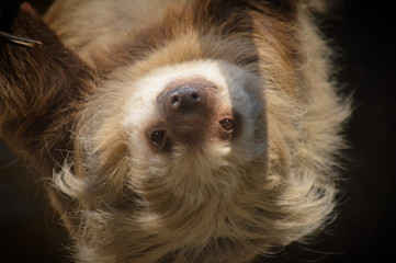 Sloth on a branch © KK