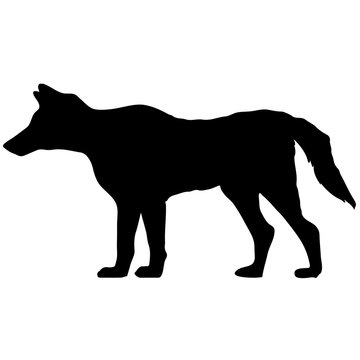 black and white vector silhouette of wolf. Animal illustration