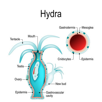 hydra anatomy. Cnidaria. Vector illustration