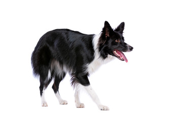 Black and white border collie dog - obrazy, fototapety, plakaty