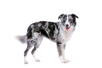 Border collie