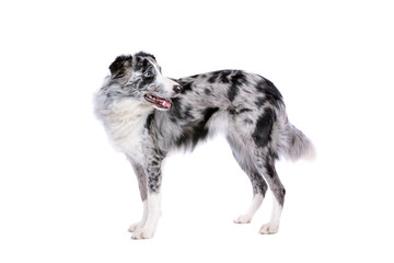 Border collie
