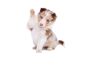 Red merle border collie puppy