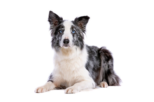 Blue Merle border collie