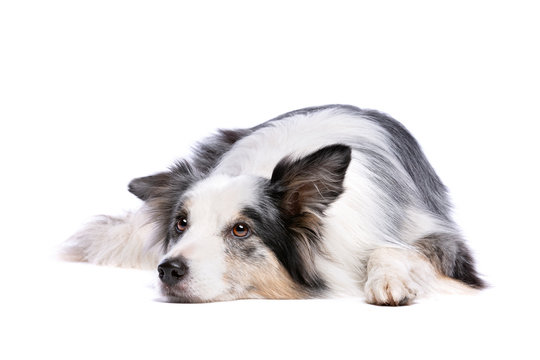 Old border collie dog