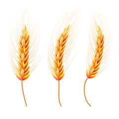 Set wheat ear. 3d Realistic vector illustration. High detailed illustrated. Wheat, cereals realistic vector illustration