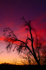 Tree silhouette with a blazing red dramatic sky in the background