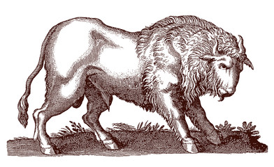 Buffalo bos bison in profile side view. Illustration after antique engraving from 17th century © M