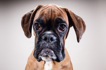 Close up on dog's head.