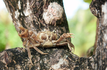 7878307 Portrait of life crab