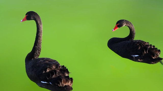 Black swans swimming in the pond. Canon 7D & 135mm f2.0 Couple of swan floating on green background. Swan couple floating on green background of the pond