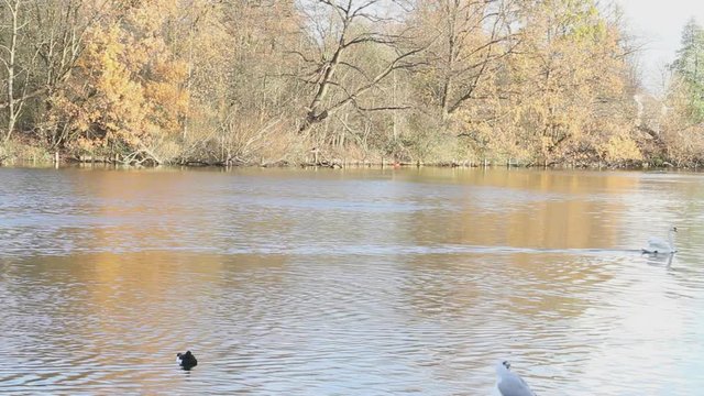 Swans, ducks, seagulls and grey heron wild birds swimming in a lake and river with colourful autumn trees reflection
