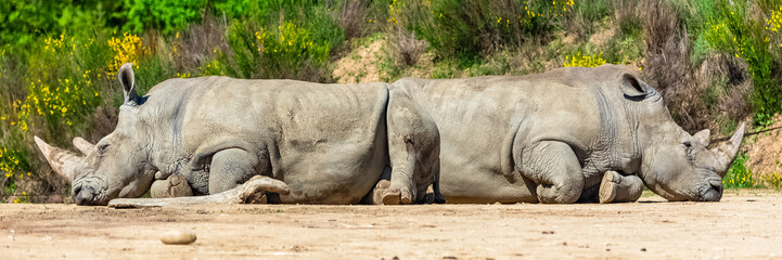 Two rhinoceros slept in a funny, strange position, funny attitude © Pascale Gueret