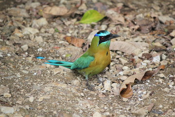 Small colorful bird called Mot-Mot in Costa Rica