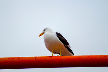 Papudo
