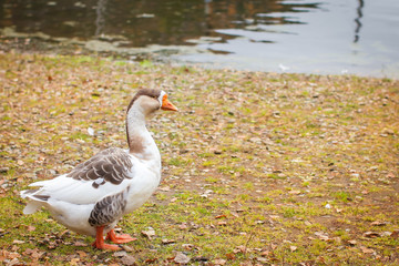One Gray goose on autumn lawn next to pond in selective fcous.