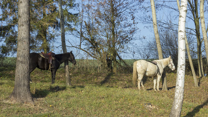 White and black horse in the woods