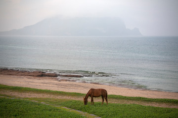 Obraz premium horse in the mountains