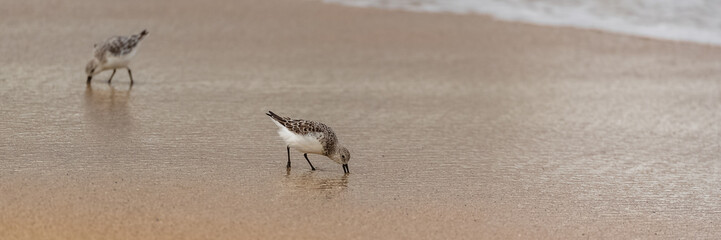 Sanderling, small bird running on the beach 