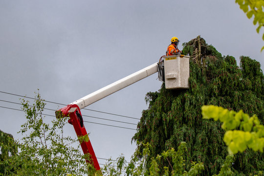 An arborist trims trees around power lines in New Zealand