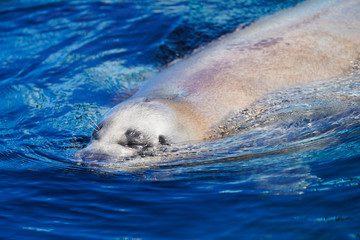 Obraz premium アザラシ