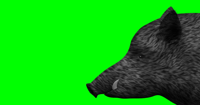 Wild boar on a green screen background
