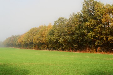 autumnal park landscape with colorful foliage on the trees