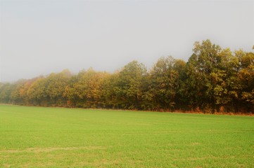 autumnal park landscape with colorful foliage on the trees