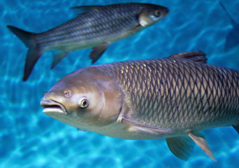 Bighead carp (Hypophthalmichthys nobilis)