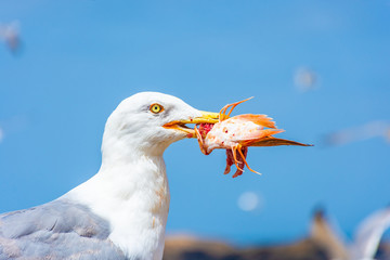 Seagull eating its seafood in the beach of Essaouira, Morocco