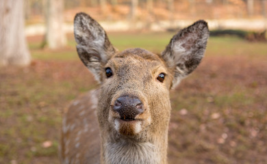 Portrait of a young doe posing outdoor in zoo.