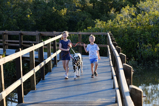 Sister and brother walk their dalmatian puppy on a boardwalk in Brisbane, Australia
