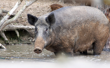 Portrait of adult female pig (Central European wild boar) standing in water