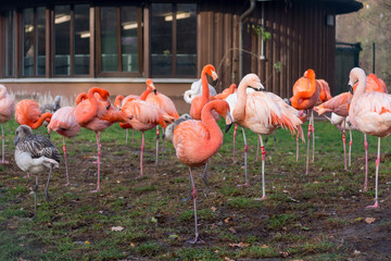 Many pink flamingos standing on grass in local zoo.