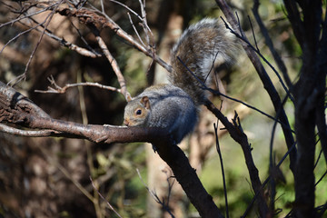 squirrel nibble