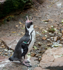Penquin posing outdoor on rocks of local zoo habitat.