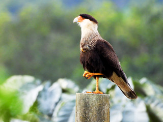 A Hawk on the post