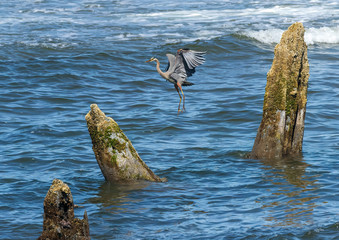 great blue heron flying between ocean stumps
