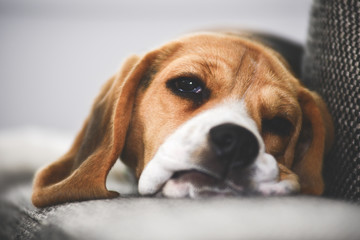 Beagle