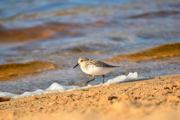 Alpenstrandläufer 2
