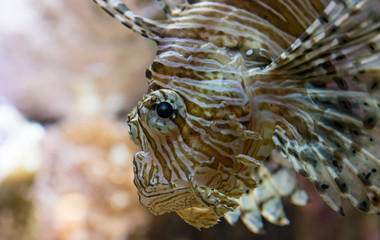 Close up portrait of poisonous lion fish from a side.