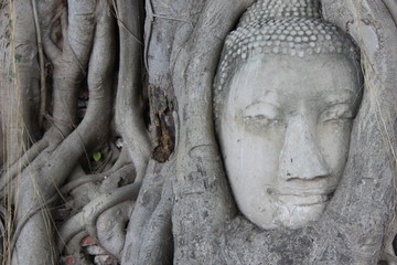 ingrown head of buddha in roots of tree, Wat Mahathat, Ayutthaya, Thailand