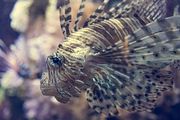 Fototapeta na wymiar Close up portrait of poisonous lion fish from a side.