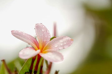 Plumeria / frangipani flowers during the morning filled with dew.