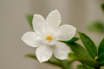 Jasmine white flowers small gardenia pitchaya jasmine